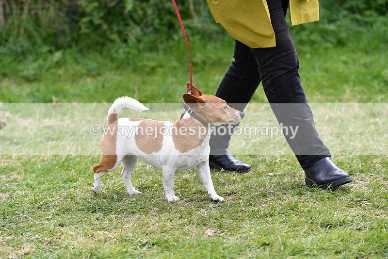 WJ5_0293 - Class 7 Best Terrier