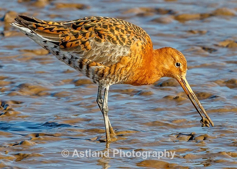 Astland Photography, Bird and Wildlife Images, Susan and Peter Wilson, U.K.