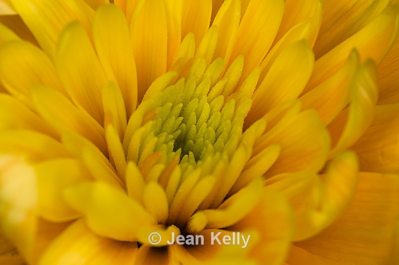 Flower - 2653 - Yellow