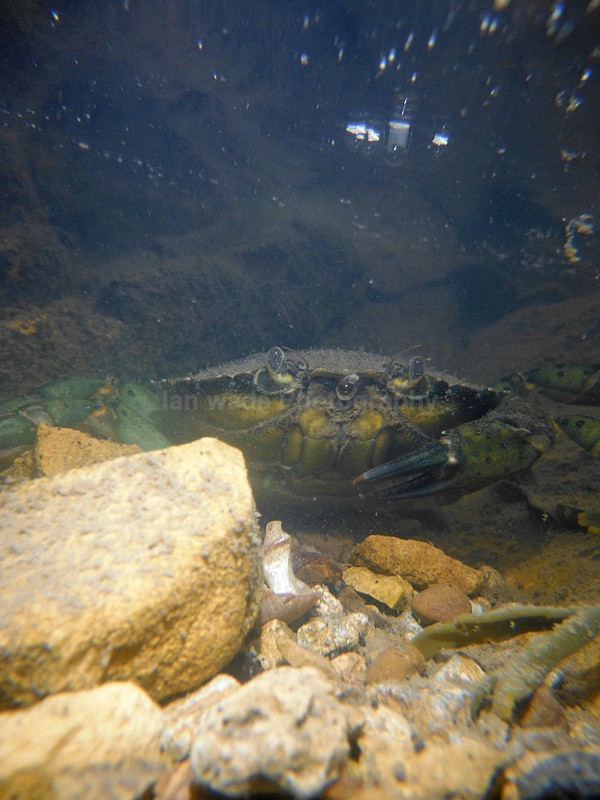  - Coastal Wildlife, Great Britain