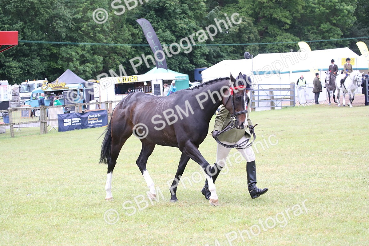 SBM_11461 - Class 94 - LIHS BSHA Racehorse to Showhorse