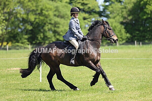 IMG_4166 - Working Hunter