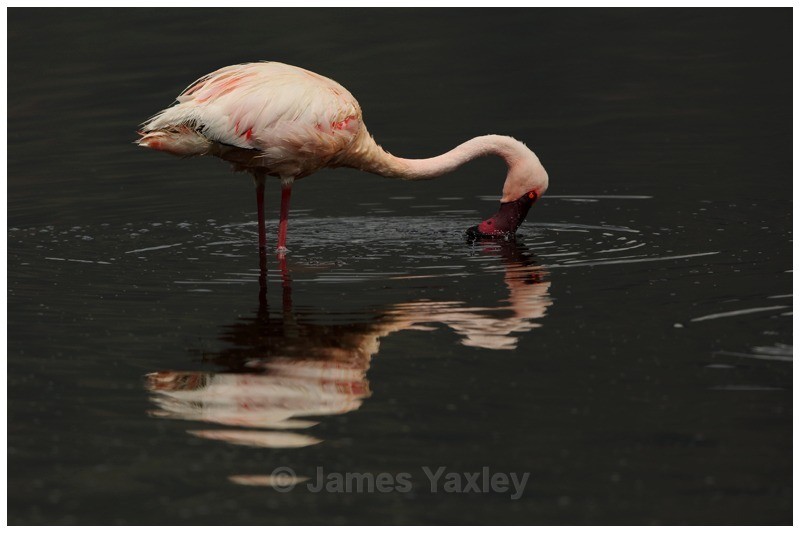 Flamingo Reflection - Kenyan Safari 2013