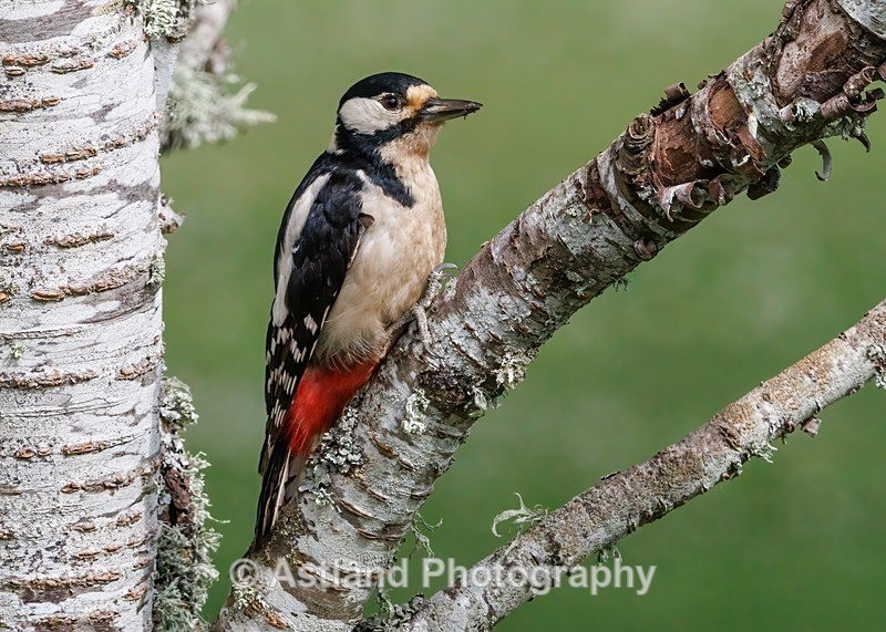 Great Spotted Woodpecker - Latest Images