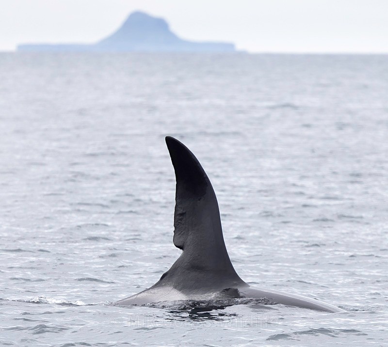Orca(Killer whale) named John Coe, Isle of Mull - ORCA, (Killer whales) Scotland( John Coe & Aquarius) & Icelandic Orcas