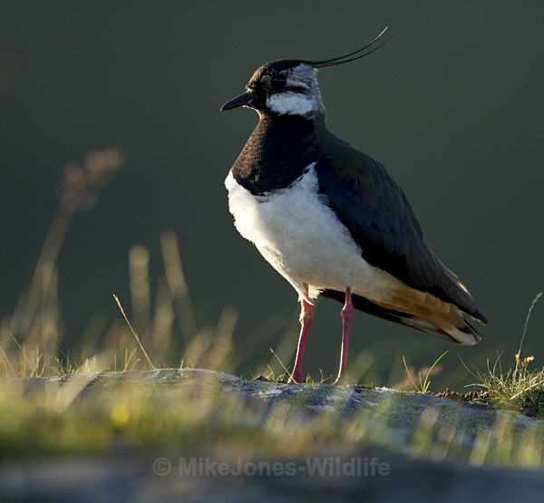 Lapwing, Loch na Keal - THE LAPWING