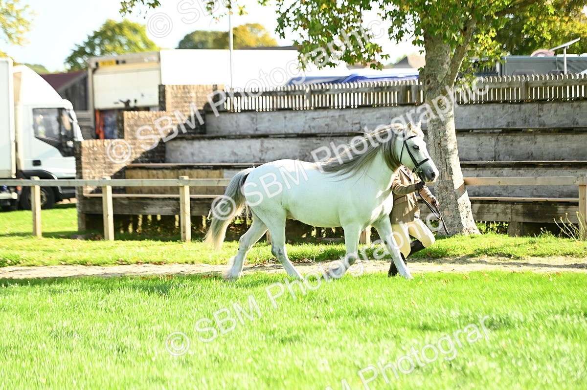 SBM_15860 - S1 - TSR in Hand Horse & Pony Showing