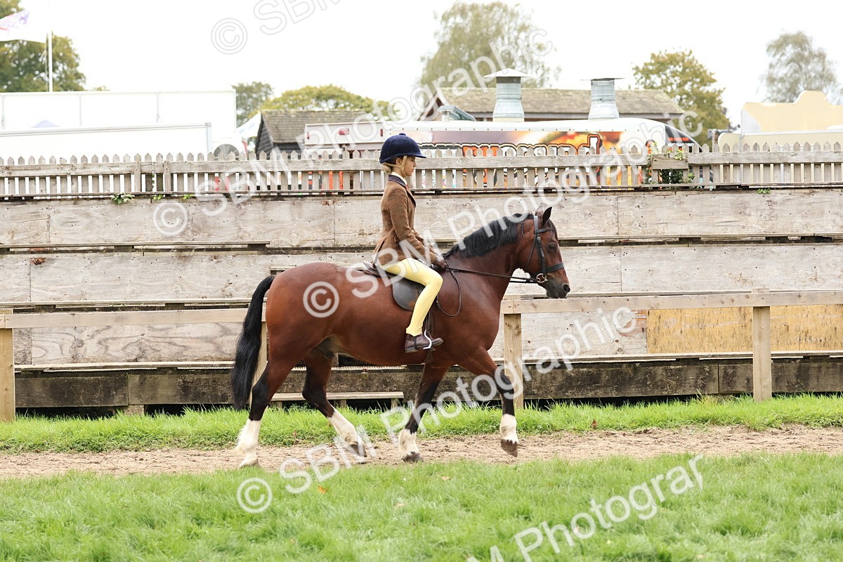 SBM_69541 - S62 - Mountain & Moorland Ridden Large Breeds