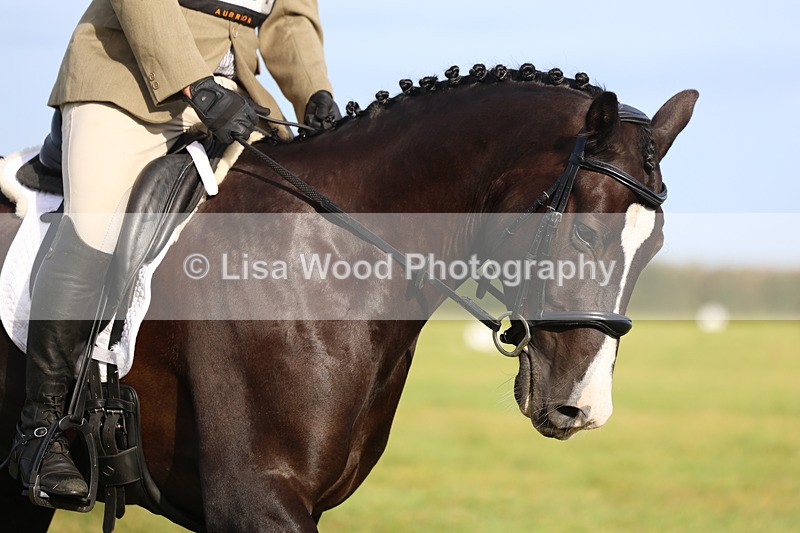 3E7A5398 - Class 1: Trebudannon Open: Dressage