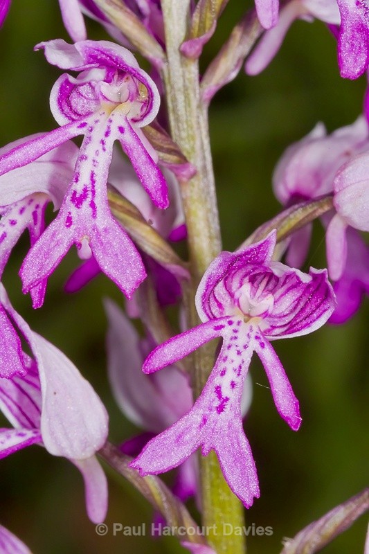  - Orchids - Orchis
