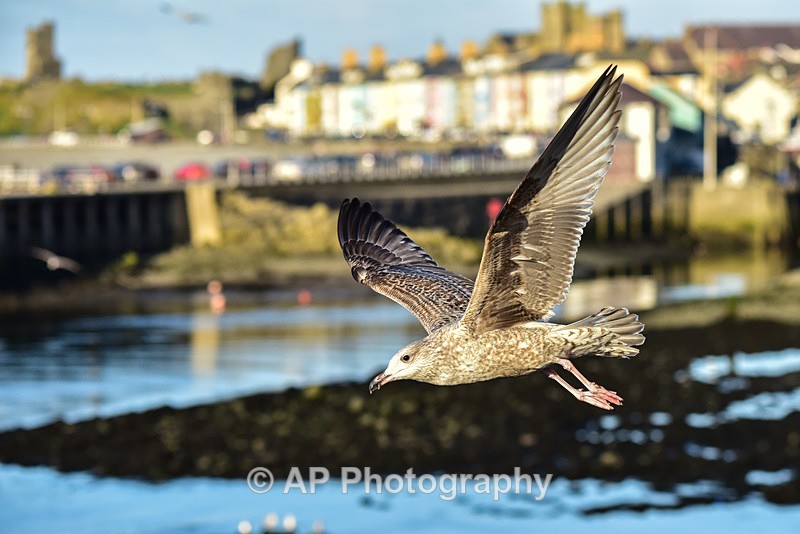 ACP_9493-1 - Aberystwyth Harbour and Marina