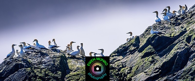 BBW-27-Gannet gathering - Water-based Birds