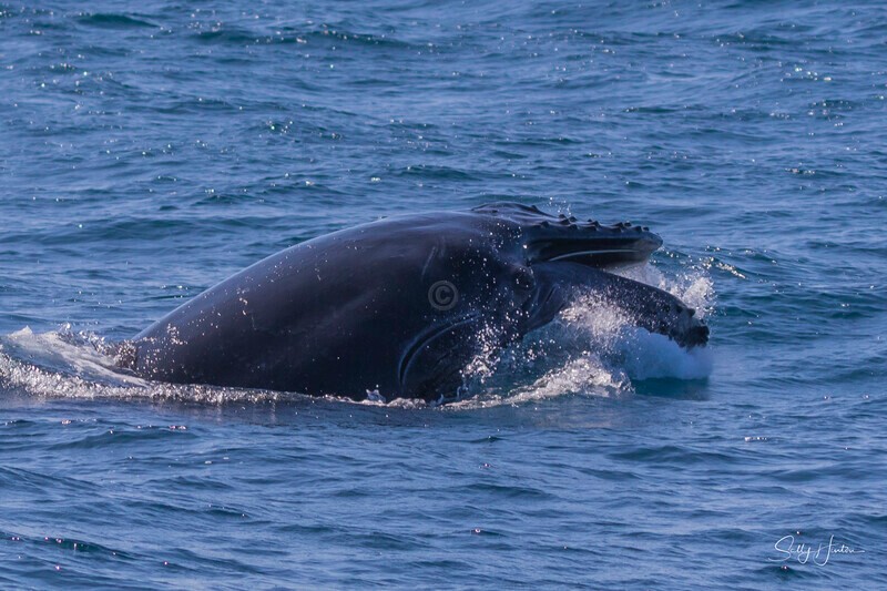 0A3A3233 Calf Head Lunge 3 - 2024 Whale Photos