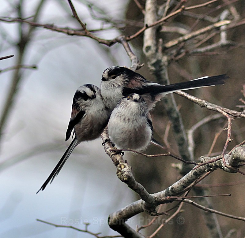 Long tailed tits huddled together on a winter's day - Wildlife and Nature