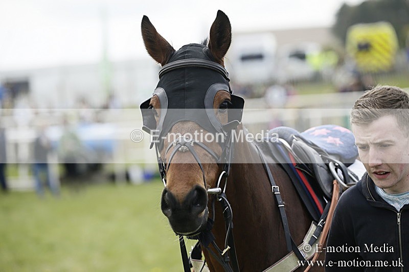 PtP 170417 218 - Old Berks Point-to-Point Lockinge 17/04/17
