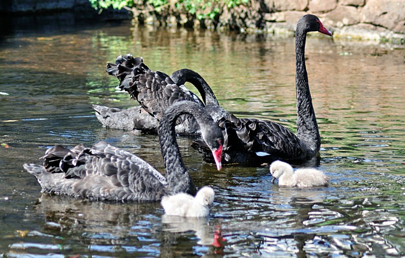 DW10 - Black Swans and four day old cygnets at Dawlish i - Greetings Cards Dawlish