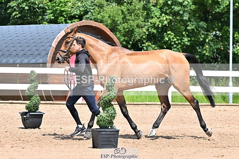 240718A-105311-01681 - Trot Up 1pm to 2pm