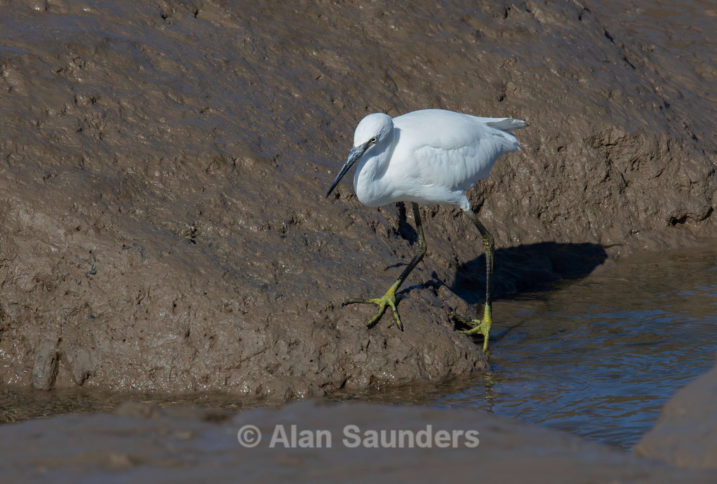 Little Egret 4
