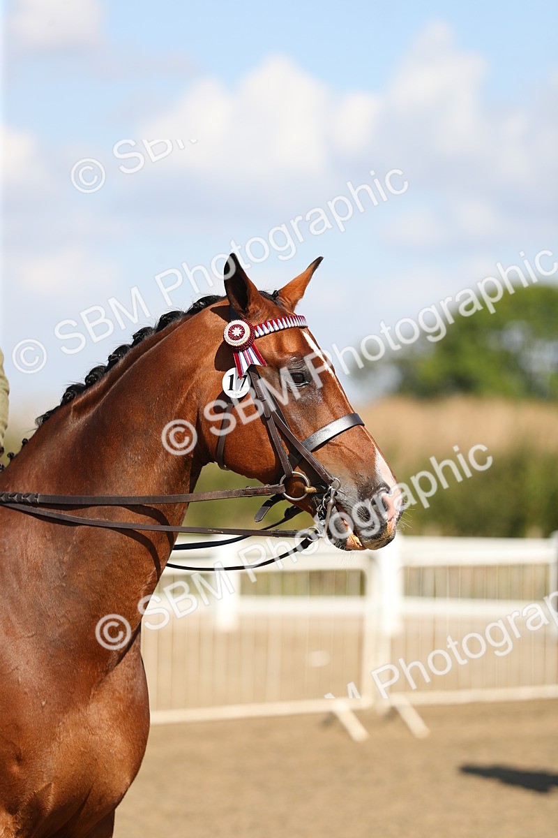 SBM_02342 - Class 43 Ridden Competition Horse/Pony