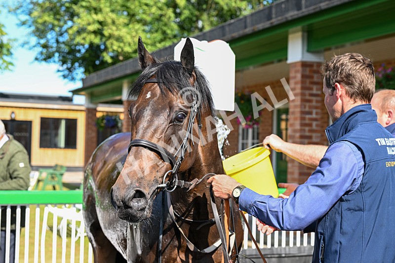 020725-Race 7-Manila Scouse-3353 - Race 7