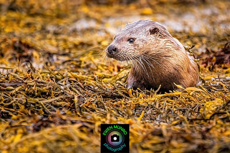DO-05-Loch Spelve, Isle of Mull - 'DRATSIE' (AKA Otters)