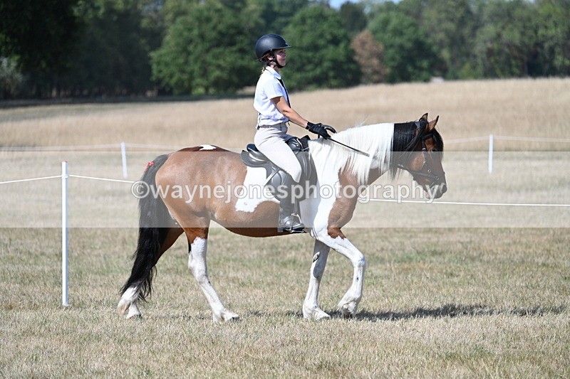 WJ7_1206 - Class 41 Prettiest Mare