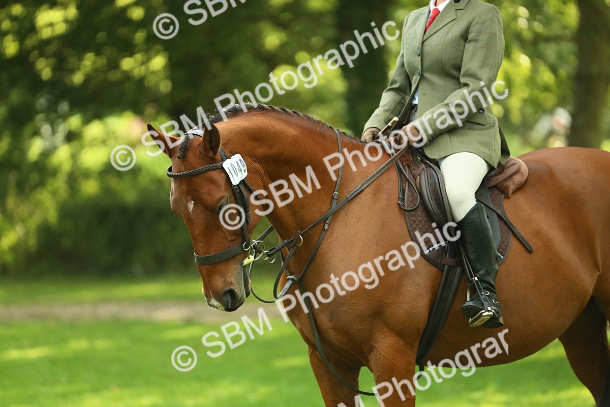 SBM_52165 - S33 - Working Hunter & Working Show Horse