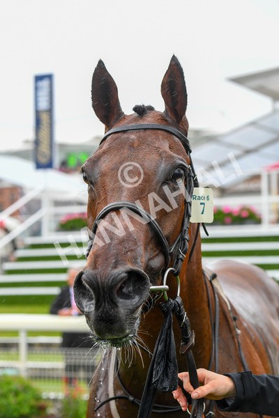140723-Race 6-Copper Knight-0657 - Race 6 4.55pm Irish Thoroughbred Marketing Handicap