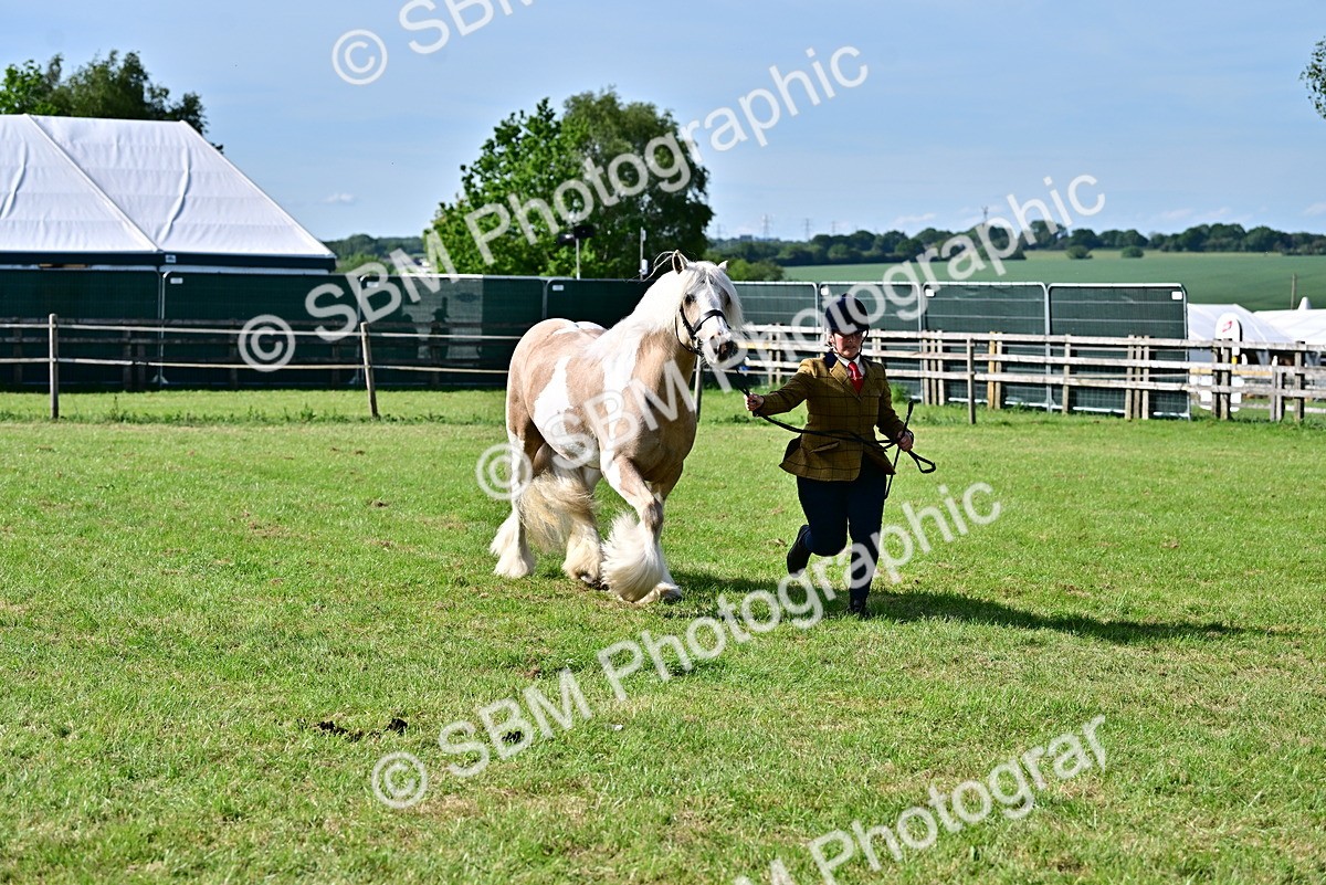SBM_10104 - Class 63-65 - Traditional Gypsy Cobs In Hand & Ridden