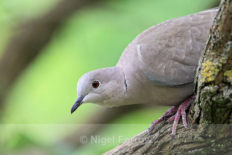 Close view of Collared Dove, Oxfordshire, UK - Collared Dove