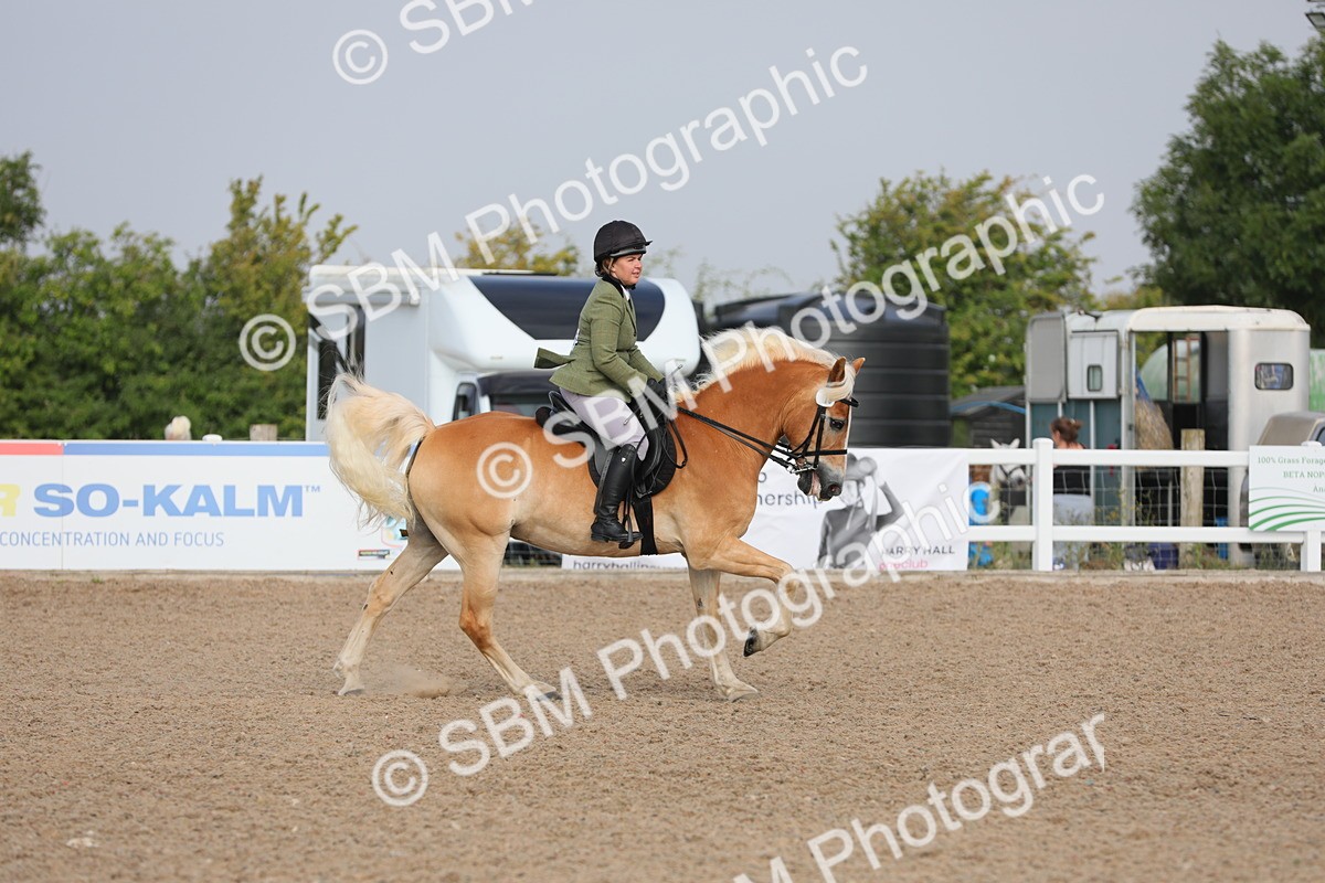 SBM_10672 - Class 303 Ridden Pure Bred Horse/Pony (excl M&M)