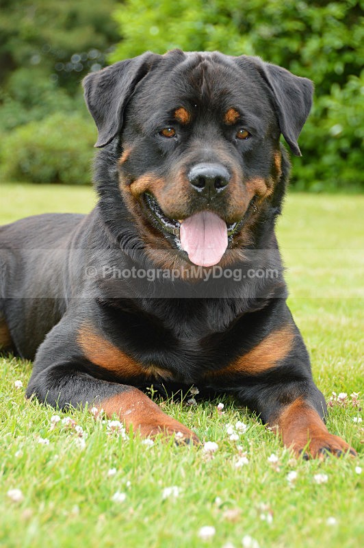 - Rottweilers