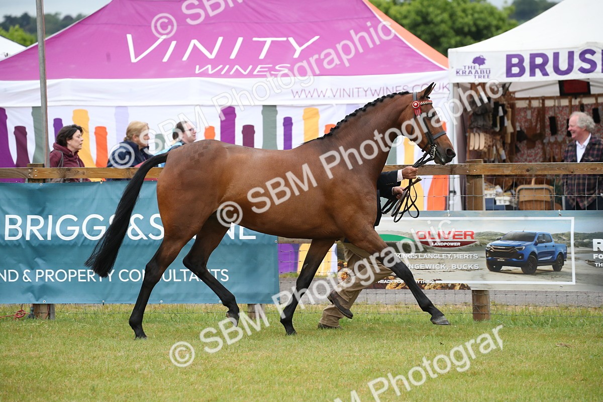SBM_00155 - Class 17-20 - Arab & Part Bred - Anglo Arab In Hand