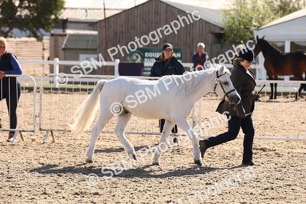 SBM_12894 - Class 206 - IH Non Show Type Pony
