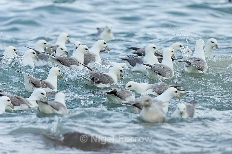 Fulmar feeding frenzy, Grundarfjörður, Iceland - Fulmar