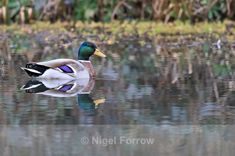 Mallard (male) reflection, Otterbourne, Hampshire - Mallard