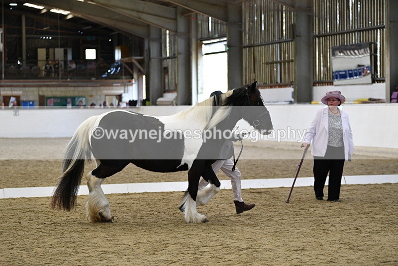 WJ5_4998 - Class 7 In hand coloured / odd coloured