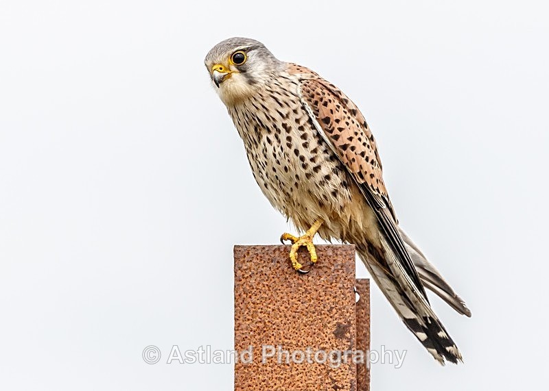 Astland Photography, Bird and Wildlife Images, Susan and Peter Wilson, U.K.