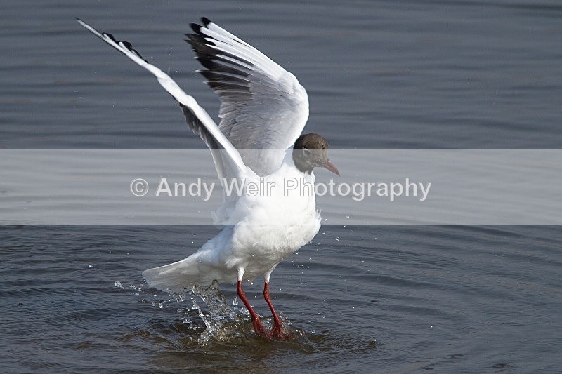 20120324-_MG_9807 - Gulls