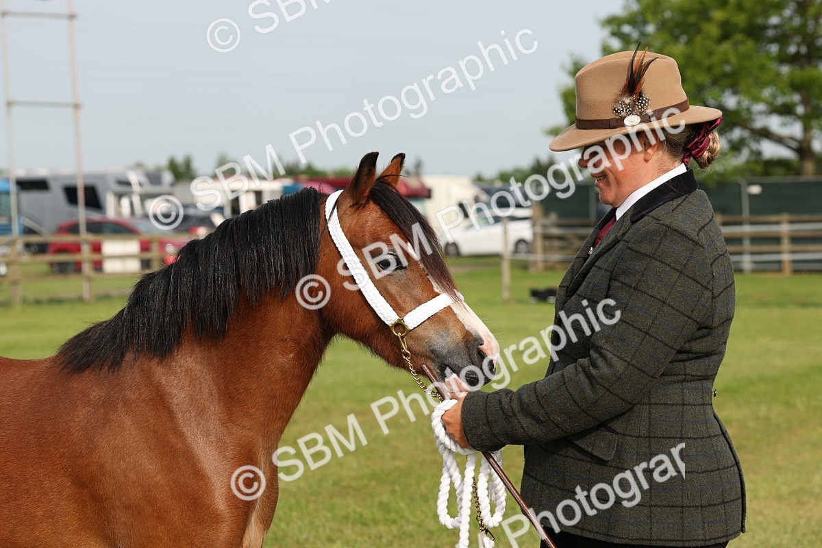 SBM_00423 - Class 6-13 - Mountatin and Moorland In Hand Welsh Breeds