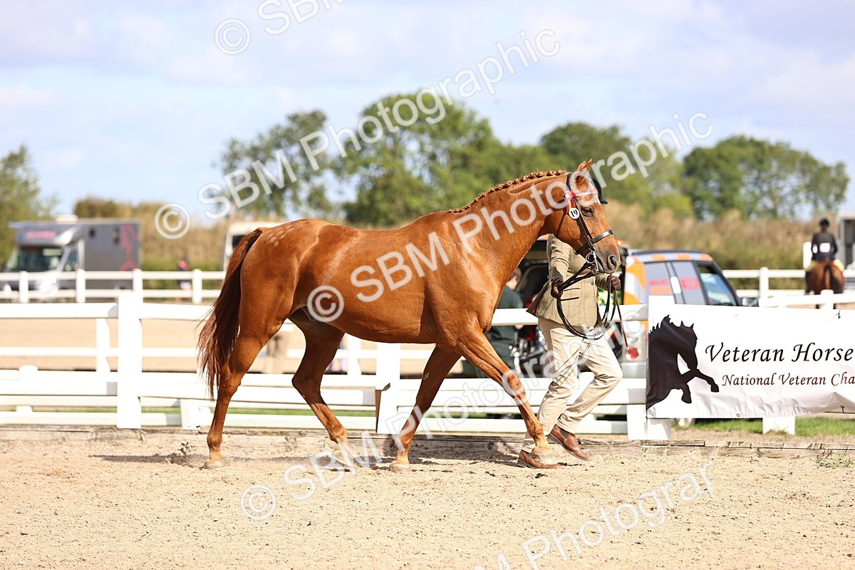 SBM_11493 - Class 407 - IH Hack-Riding Horse