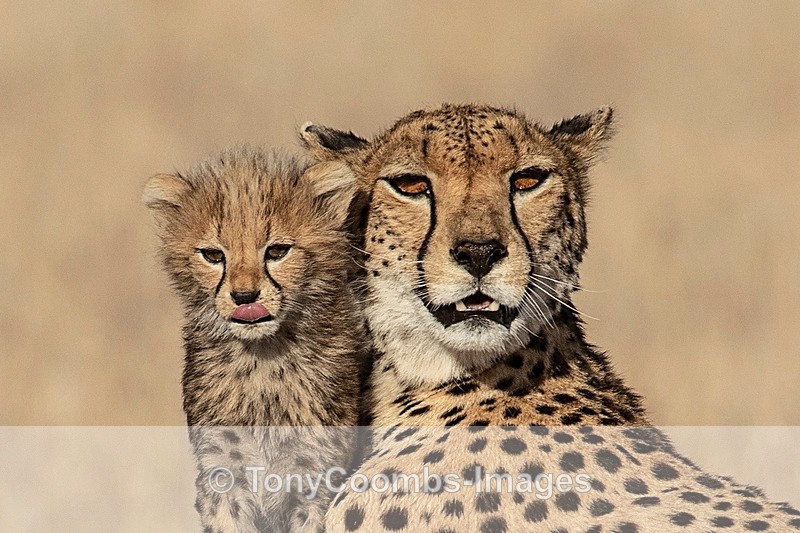 Cheetah & Cub - Lewa ~ Cats