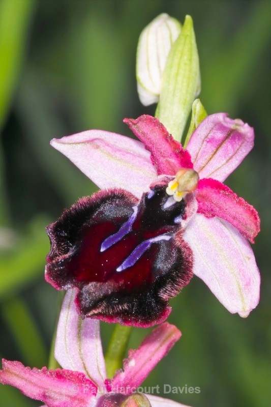 Siponto Ophrys (Ophrys sipontensis) an orchid endemci to the Gargano penisula, - Orchids - Ophrys