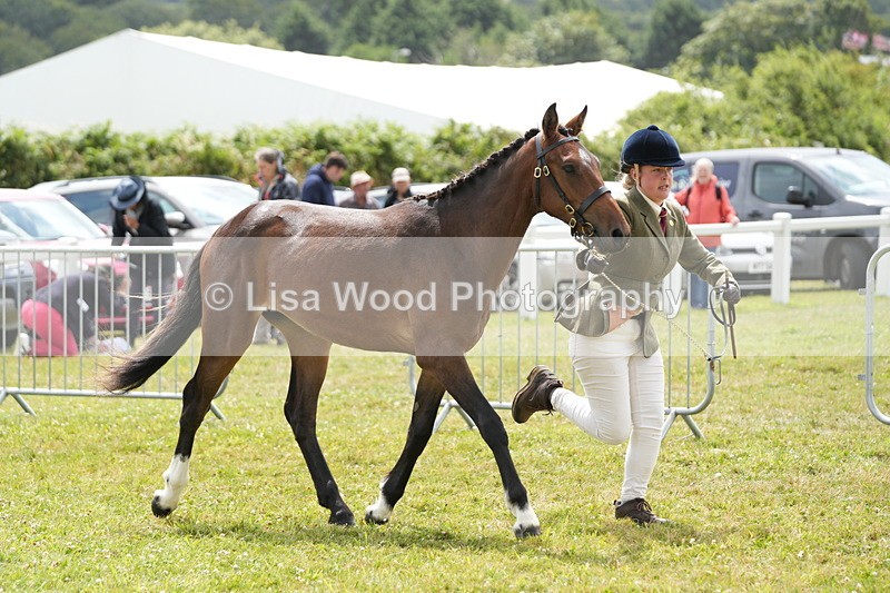 DSC06073 - Class 54: Hunter/Riding Horse/Hack 1 & 2 yr olds