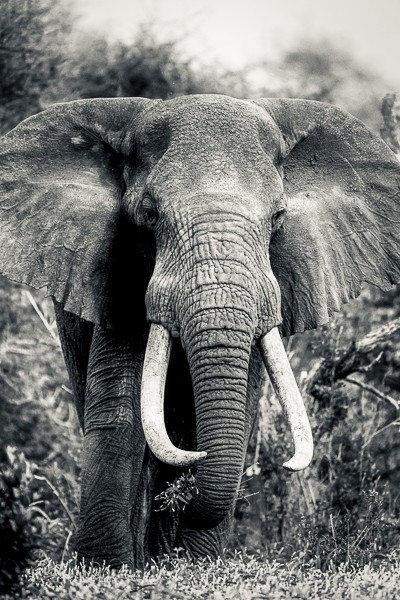 Elephant, Bull, Kenya