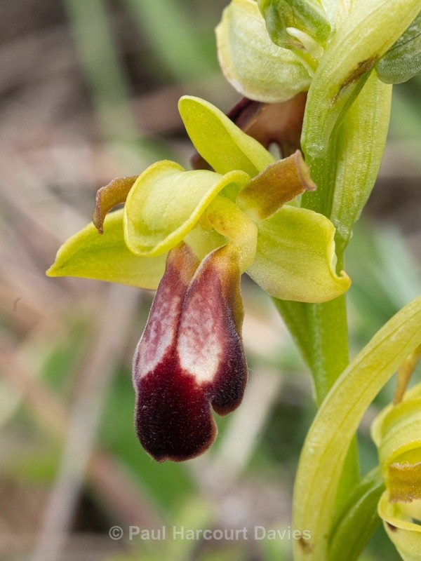 Dark Ophrys (Ophrys fusca subsp. funerea) - Wild Orchids - 2