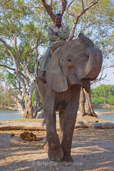 Elephant Encounter Zambia - African Safari Tour 09 Zambia, Botswana,Namibia & South Africa