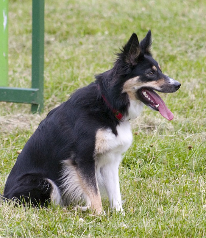 Border Collie waiting for a sign! - Dogs!