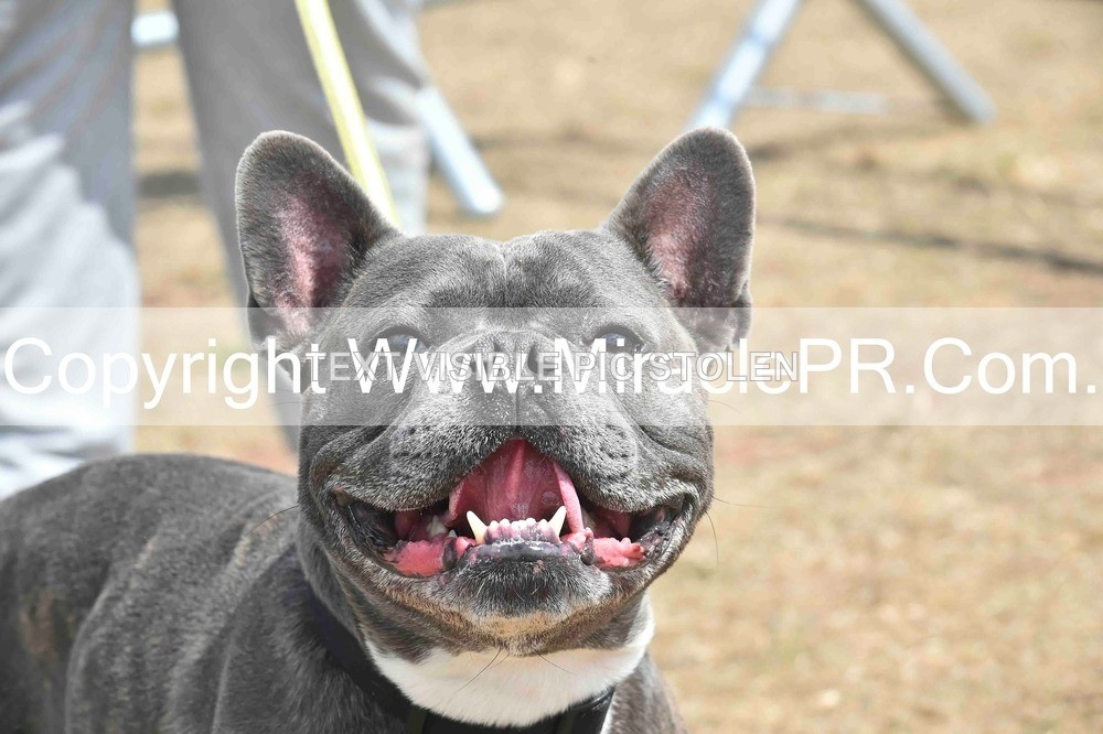 SH4_0063 - Dog show.
