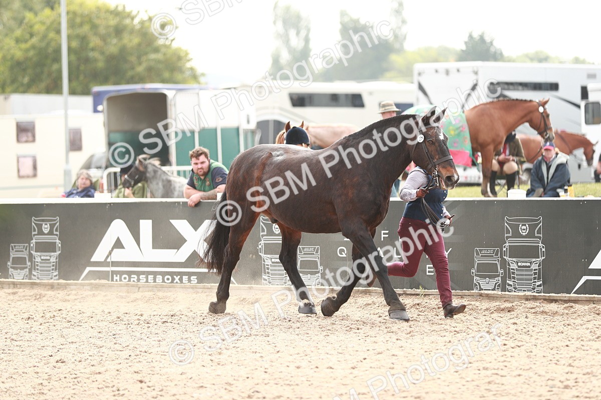 SBM_13171 - Class 208 IH Veteran Horse